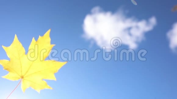 秋天黄色的枫叶在天空中摇摆视频的预览图