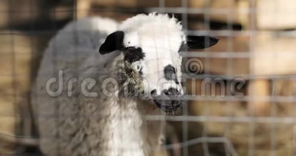 篱笆后面的黑白羊的肖像视频的预览图