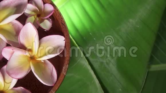 粉红色的Frangipani花也被称为梅花或百合在椰子碗中旋转香蕉叶上有水视频的预览图