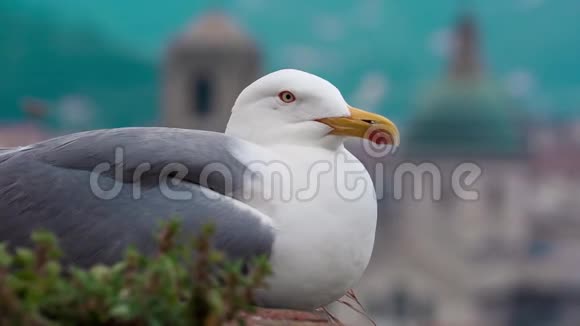 海鸥鸟坐在堡垒墙上背景是市中心视频的预览图