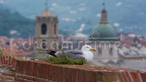 海鸥鸟坐在堡垒墙上背景是市中心视频的预览图