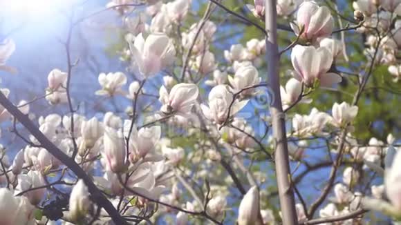 蓝天背景下树枝上的白玉兰花视频的预览图