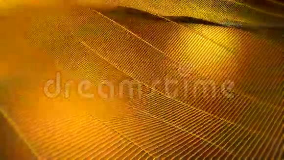黄色黄金网格摘要背景视频的预览图