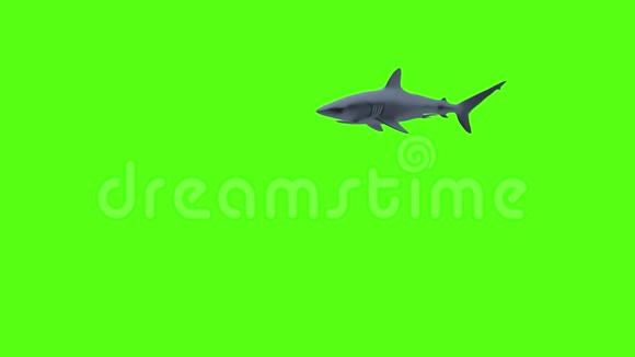 鲨鱼孤独者游泳绿色背景下的鲨鱼三维渲染视频的预览图