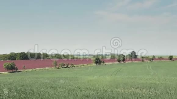 有三叶草的花田深红夏场视频的预览图