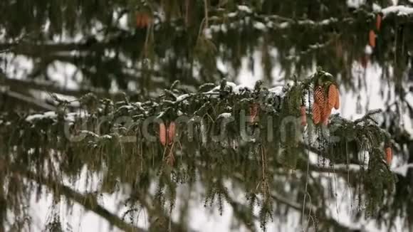 树枝上的树锥冬季降雪时常绿云杉漂亮的圣诞背景和漂亮的boke视频的预览图