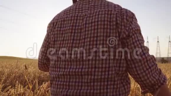 日出时一个农民用耙子穿过麦田视频的预览图