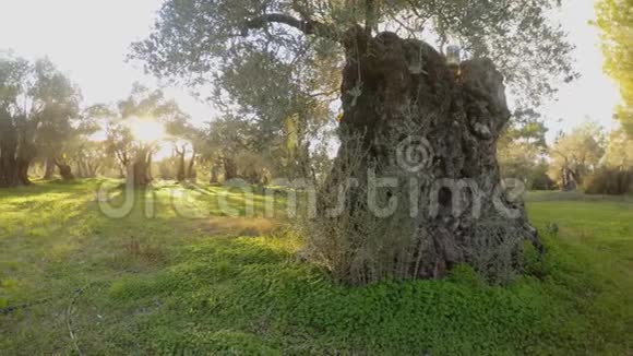 古老的橄榄园在冬天傍晚的阳光下沉睡在地中海全景的左边视频的预览图
