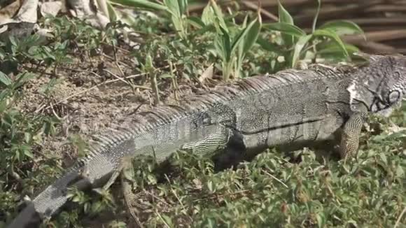 绿色鬣蜥在超慢运动中逃逸视频的预览图