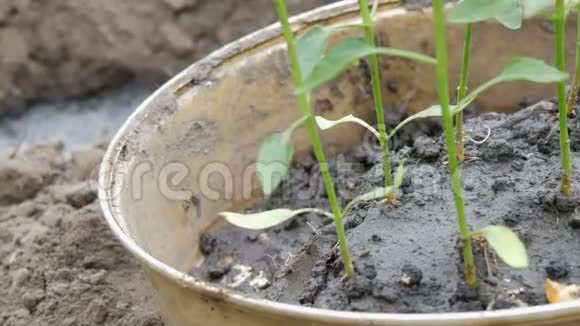 装有甜椒幼芽的容器准备移栽到地面女性的手展示年轻的植物视频的预览图
