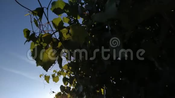石灰树的绿叶被太阳照亮视频的预览图