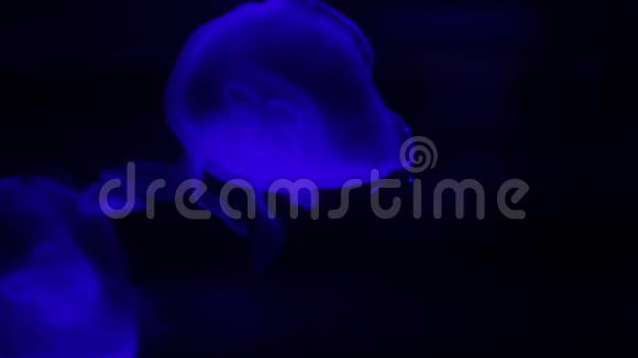 闪闪发光的月亮水母漂浮视频的预览图