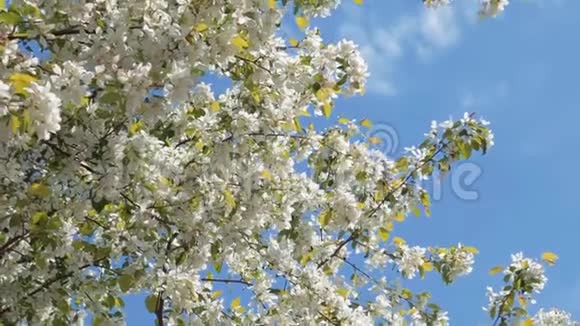 蓝天上盛开的苹果树视频的预览图