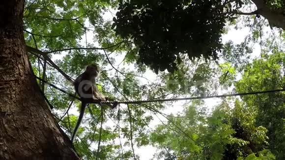 被囚禁的小猴子被拴在树上视频的预览图