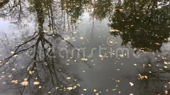 水中树木的倒影视频的预览图