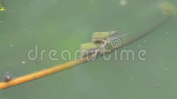 一只小蝌蚪终于在池塘里长出了腿视频的预览图