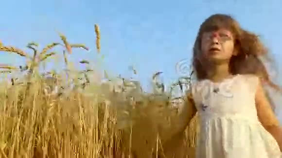 小女孩站在麦田周围女孩的手触摸麦穗小麦变黄了很快它就会开始收割了视频的预览图