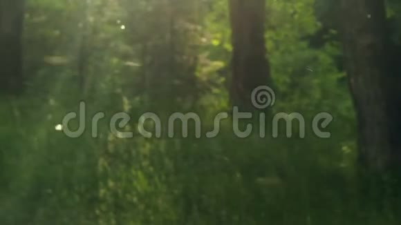 白色的绒毛在森林里的草上盘旋视频自然背景视频的预览图