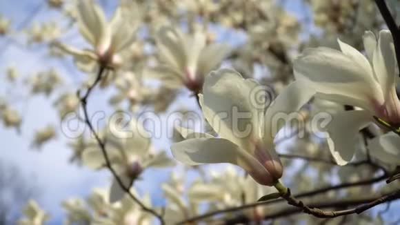 蓝天背景下树枝上的白玉兰花视频的预览图