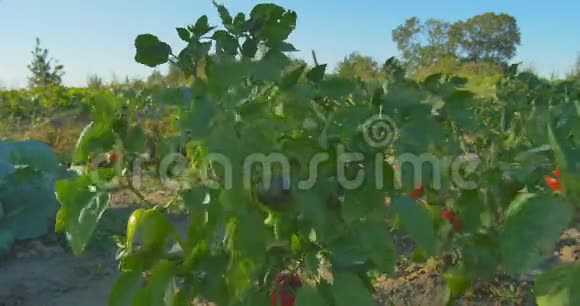 红辣椒和青椒在农业日落时生长在花园里视频的预览图