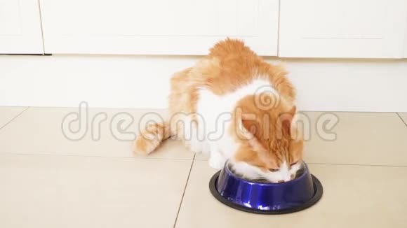 猫跑到碗里吃东西视频的预览图
