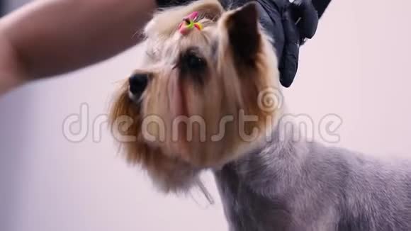 宠物沙龙的训犬梳头特写的新郎刷脸视频的预览图