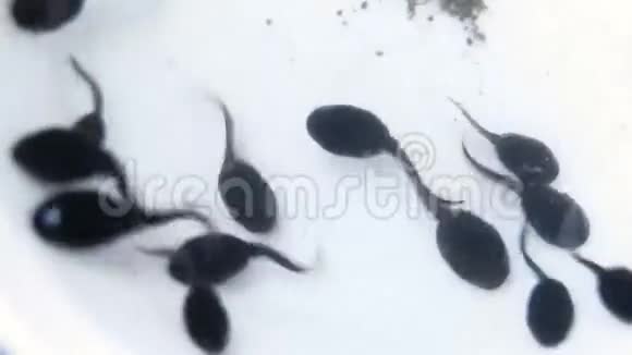 一群白色背景的小蝌蚪大镜头视频的预览图