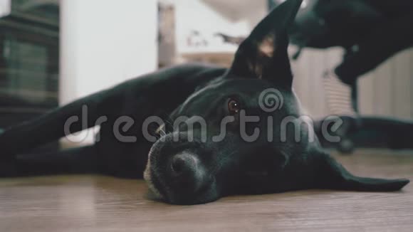沉睡的黑色拉布拉多狗的肖像视频的预览图