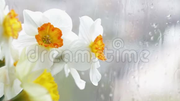 雨滴顺着窗户和水仙花上的玻璃流下来视频的预览图