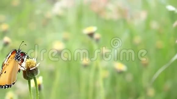 草花上的蝴蝶视频的预览图