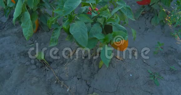 红辣椒和青椒在农业日落时生长在花园里视频的预览图
