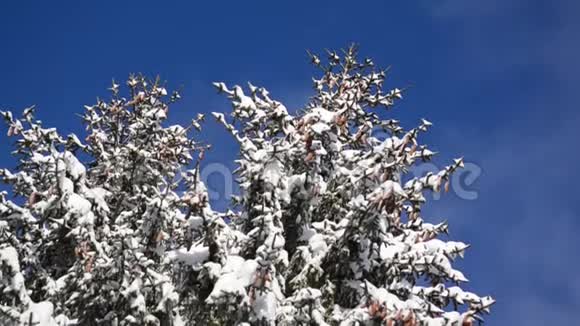 山的美丽冬季景观在阳光明媚的冬日里森林里有树木雪林的风景松树视频的预览图