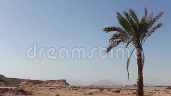 沙漠中的棕榈树视频的预览图
