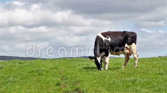 荷斯坦牛在牧场放牧视频的预览图