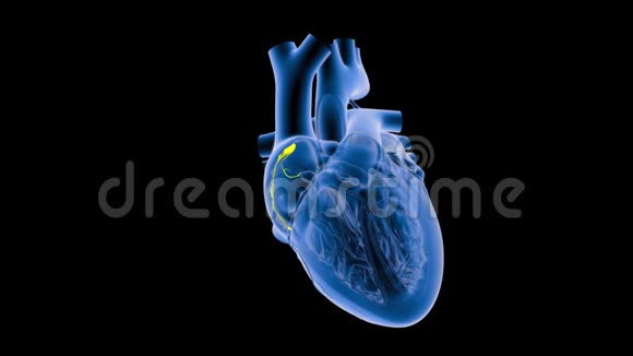 慢动作心脏的SA节点信号或起搏器视频的预览图
