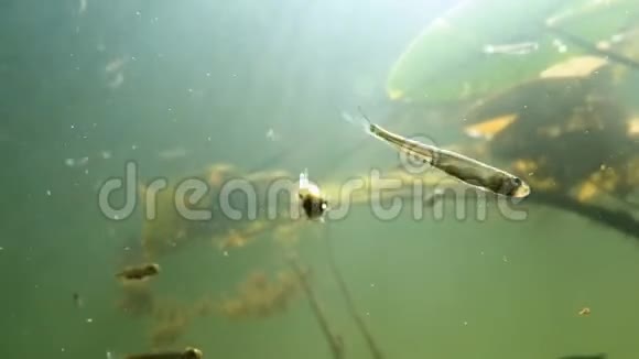 小鱼在绿色的水里移动视频的预览图
