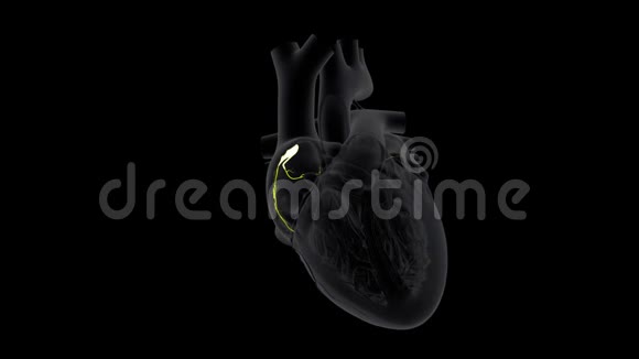 心脏起搏器的信号视频的预览图