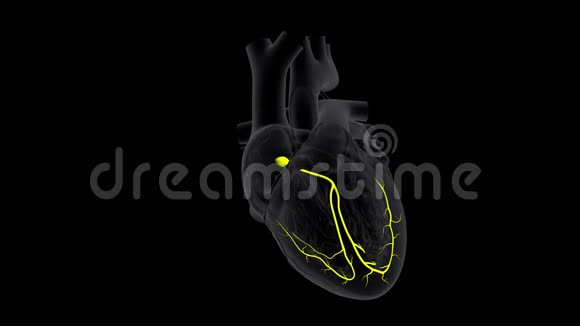 慢动作心脏AV节点信号视频的预览图