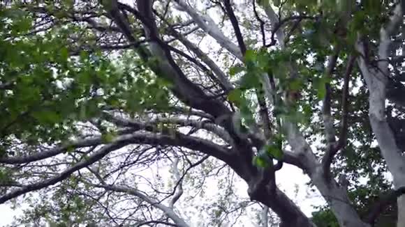 春天森林里的硬木树在绿色的树梢上点亮视频的预览图