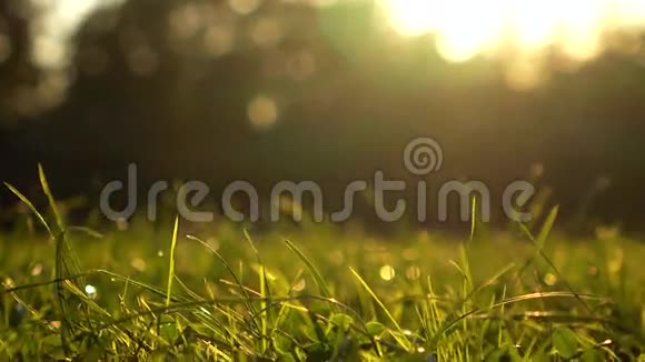 女孩赤脚走在夏季日落草坪4K放大镜头视频的预览图