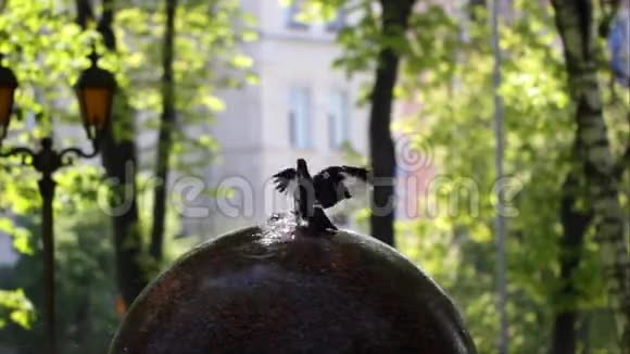 公园喷泉上的鸽子饮水视频的预览图