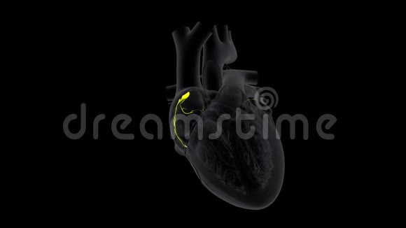 慢动作心脏的SA节点信号或起搏器视频的预览图