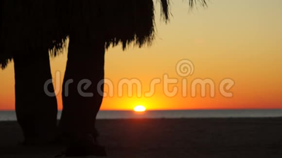日落时热带棕榈树随风摇摆视频的预览图
