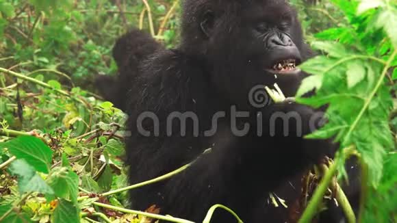 山地大猩猩的进食速度非常慢视频的预览图