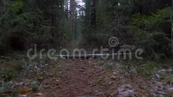 小道上倒下的树木录像视频的预览图