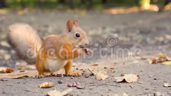 可爱的饥饿的红松鼠毛茸茸的尾巴坐在地上吃雪松坚果晴朗的秋天视频的预览图