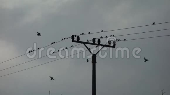 从电力线路飞来的鸟视频的预览图