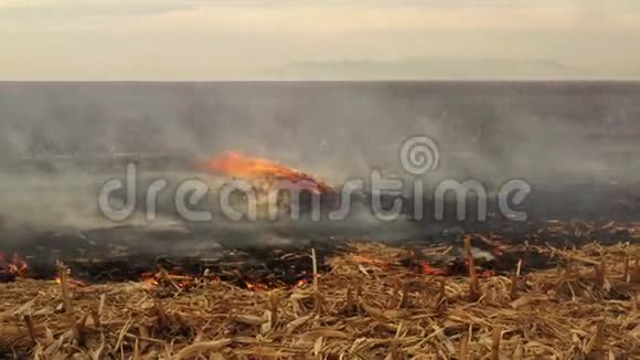 无人驾驶飞机收割后玉米地发生4k大火视频的预览图