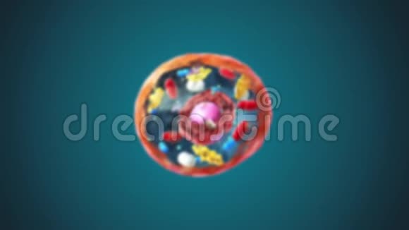 标记的真核细胞细胞核和细胞器及质膜视频的预览图