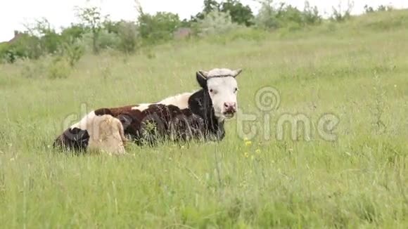 牛在田野上嚼草视频的预览图